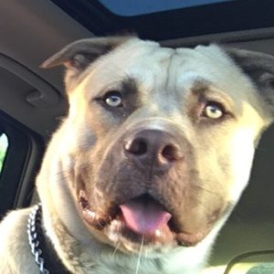 Meet your Posher, Rhiannon